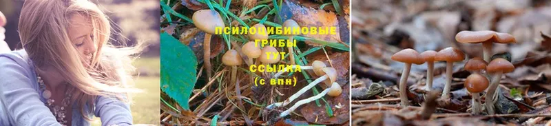 что такое   Зверево  Галлюциногенные грибы Magic Shrooms 